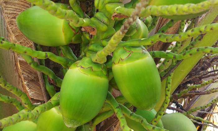 Puzzle COCOS