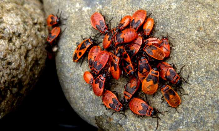 Puzzle pyrrhocores - Animaux - Absolu Puzzle