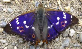 Puzzle 14632 - papillon petit-mars-changeant