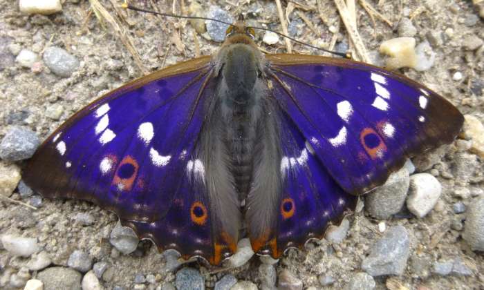 Puzzle papillon petit-mars-changeant - Animaux - Absolu Puzzle