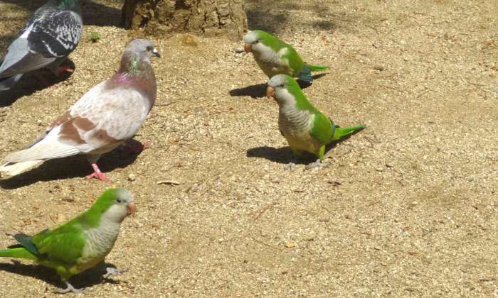Puzzle conférence aviaire