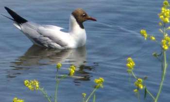 Puzzle 5627 - mouette