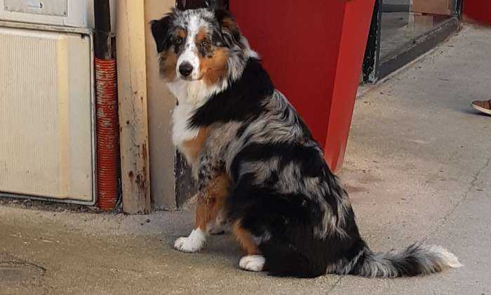 Puzzle Joli chien
