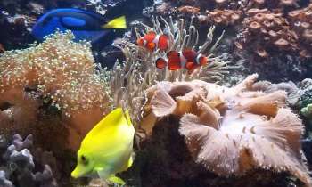 Puzzle 13841 - Poissons exotiques
