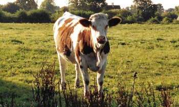 Puzzle 5612 - Jeune vache