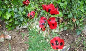 12507 | Coquelicots - Coquelicots coccinelles !!!