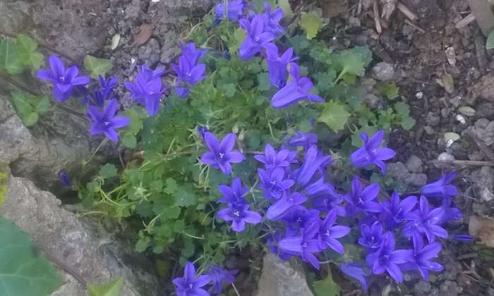 Puzzle Petites fleurs - Paysages & Fleurs - Absolu Puzzle