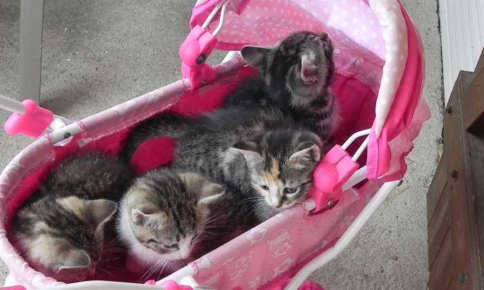 Puzzle bébés chats