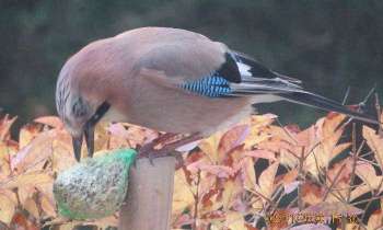 Puzzle 5551 - Oiseaux du jardin