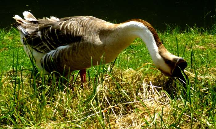 Puzzle une oie de Chine - Animaux - Absolu Puzzle