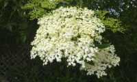 Puzzle fleur de sureau