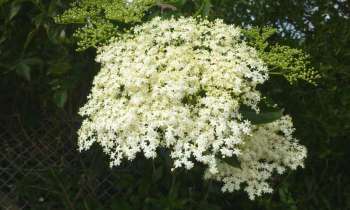 Puzzle 13170 - fleur de sureau