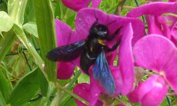 Puzzle 14279 - un xylocope