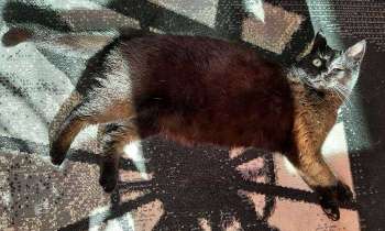 Puzzle 5543 - Reflet du chat