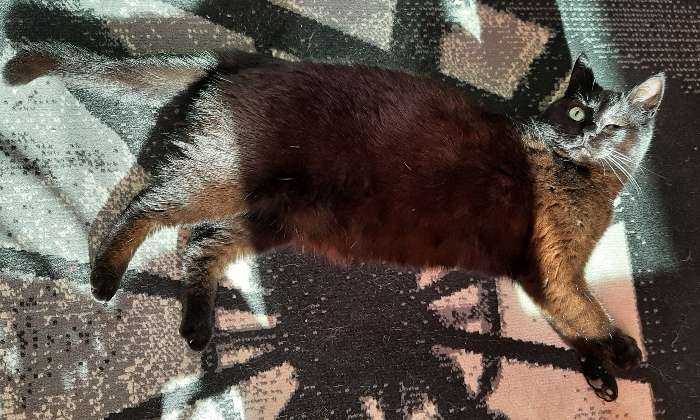 Puzzle Reflet du chat