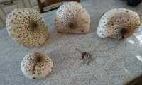 Puzzle Champignons