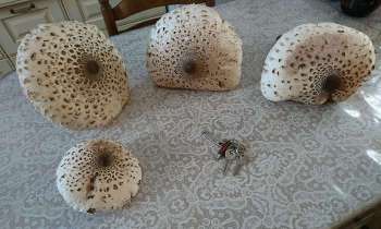 Puzzle 13689 - Champignons