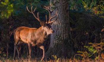 Puzzle 5622 - Le cerf