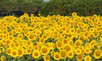 Puzzle 5966 - Tournesol