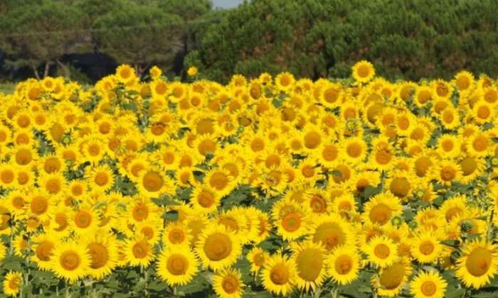 Puzzle Tournesol