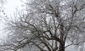 Puzzle 5649 - givre