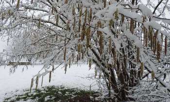Puzzle 5664 - noisetier sous la neige