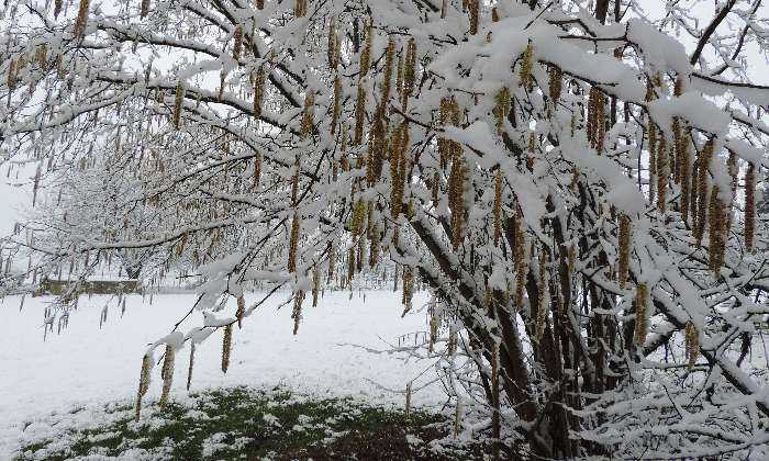 Puzzle noisetier sous la neige