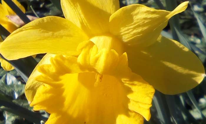 Puzzle narcisse