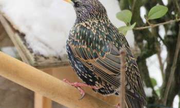 Puzzle 14089 - Straling