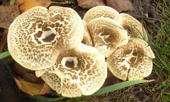 Puzzle 12265 - champignons