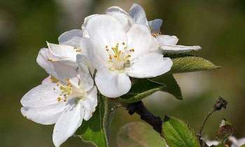 Puzzle 5855 - Fleurs de cerisier