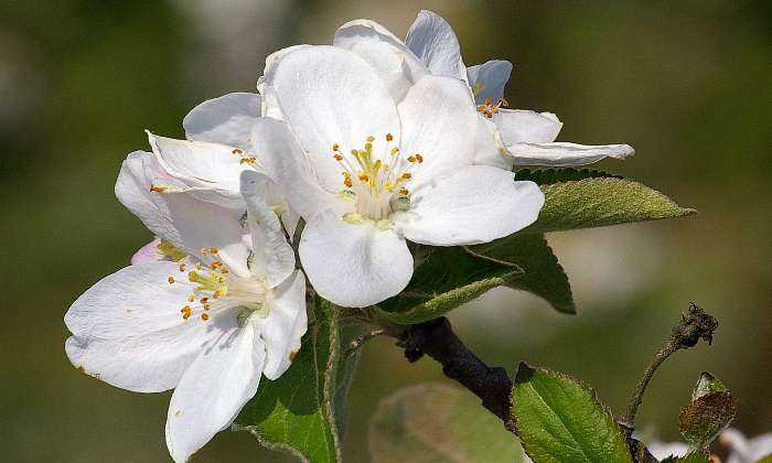 Puzzle Fleurs de cerisier