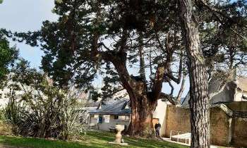 Puzzle 14456 - Séquoia