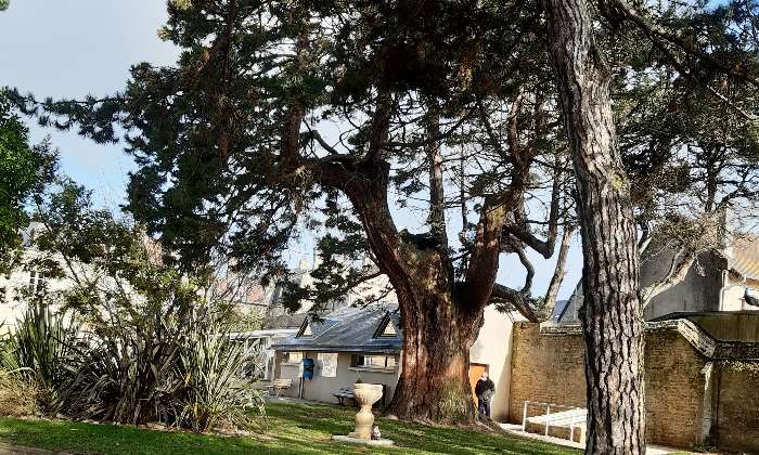 Puzzle Séquoia - Paysages & Fleurs - Absolu Puzzle