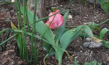 Puzzle 6064 - La tulipe