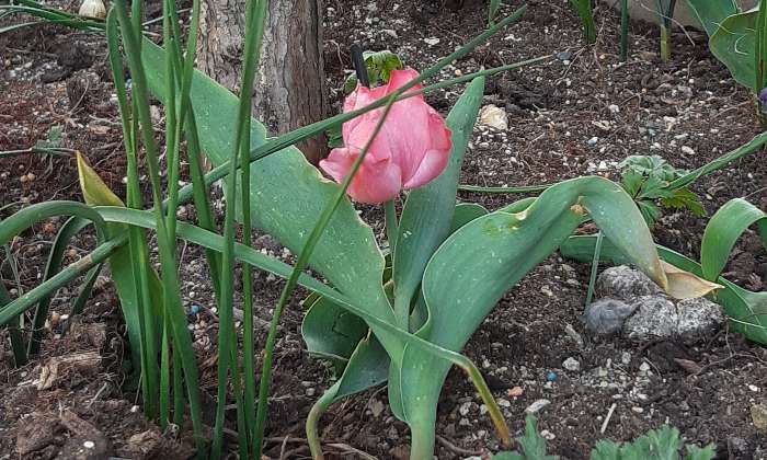 Puzzle La tulipe