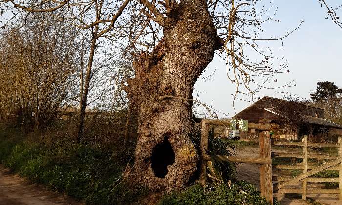 Puzzle La campagne