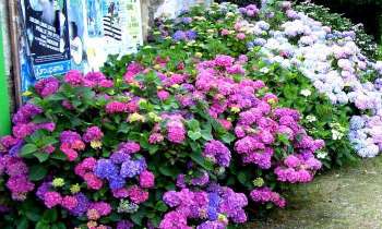 Puzzle 5606 - Hortensias Bretons
