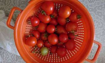 Puzzle 5814 - Tomates