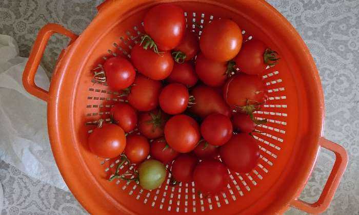 Puzzle Tomates