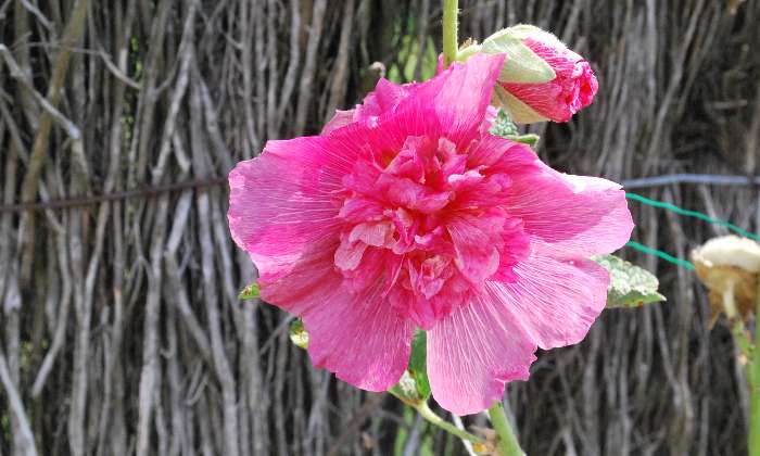 Puzzle Rose trémière double