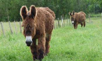 Puzzle 5619 - Baudets du poitou