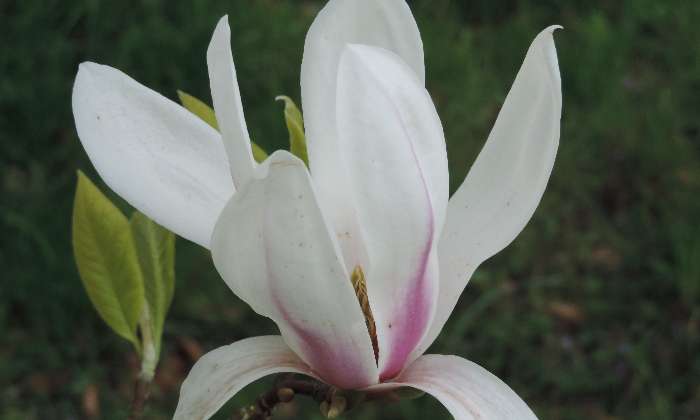 Puzzle fleur de magnolia - Paysages & Fleurs - Absolu Puzzle