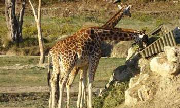 Puzzle 5798 - zoo de Sigean