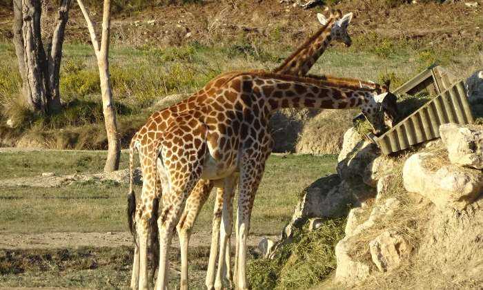 Puzzle zoo de Sigean