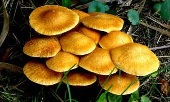 Puzzle 5908 - champignons oranges