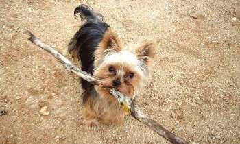 Puzzle 5656 - chien «bâtonnier»