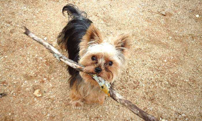 Puzzle chien «bâtonnier»
