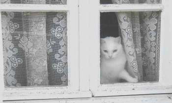 Puzzle 6029 - surveillance attentive