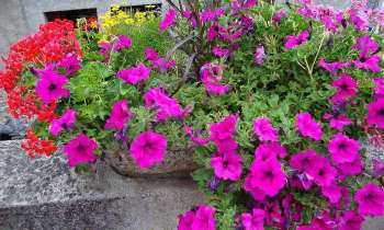Puzzle 5801 - Fleurs